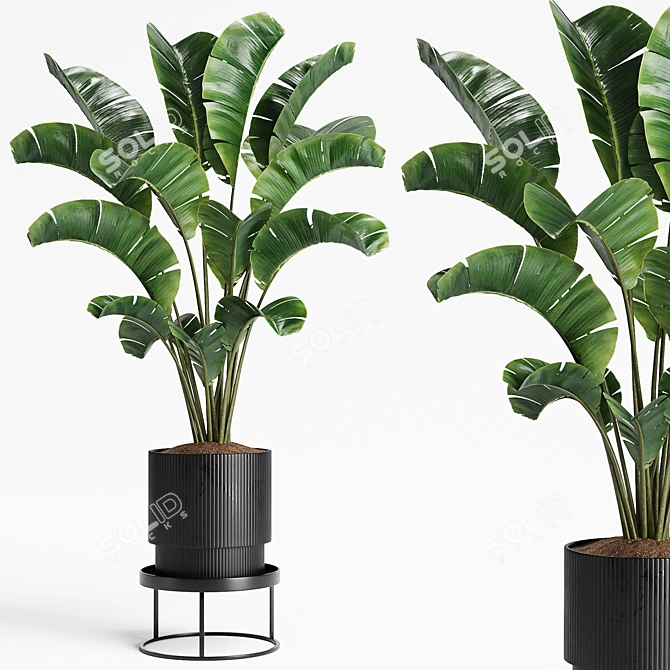 15 Indoor Plants Collection 3D model image 1