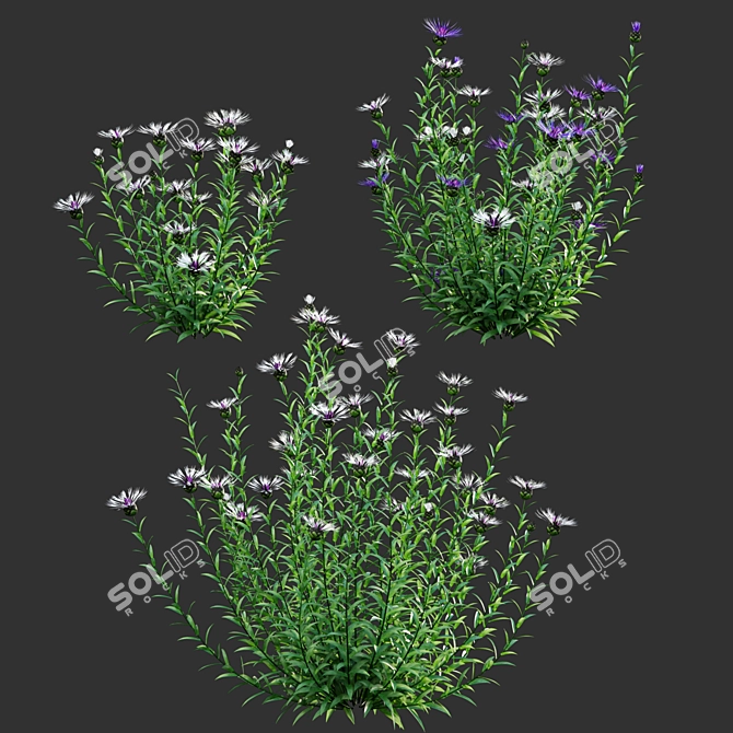 Versatile 3D Centaurea Plant Models 3D model image 1