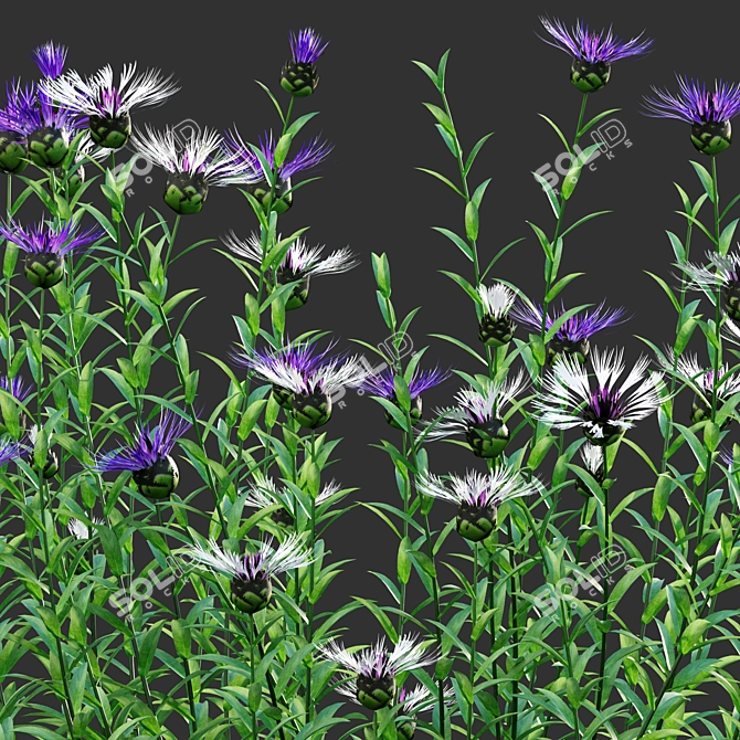 Versatile 3D Centaurea Plant Models 3D model image 3