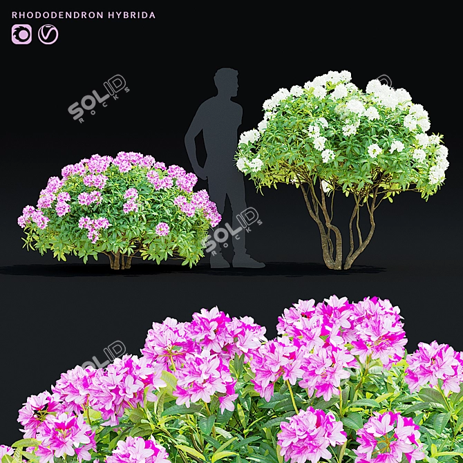 Rhododendron Hybrid Bush Set | 3D Models 3D model image 1