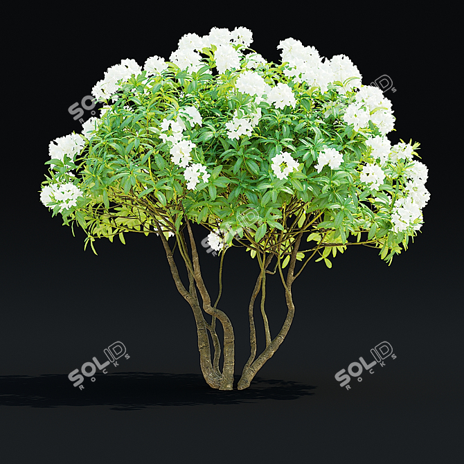 Rhododendron Hybrid Bush Set | 3D Models 3D model image 3