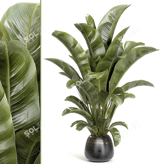 Tropical Banana Plant Mini Garden 3D model image 1