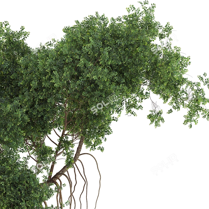  Garden Tree & Bush Plant Set 128 3D model image 4