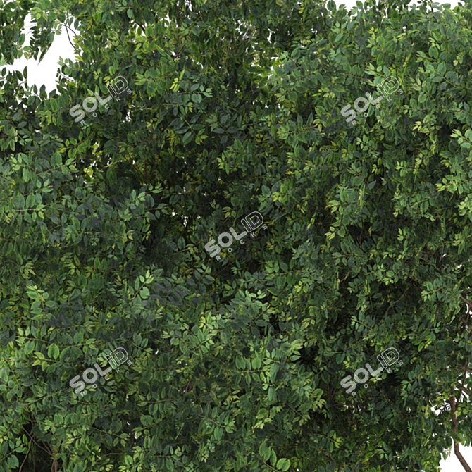  Garden Tree & Bush Plant Set 128 3D model image 5