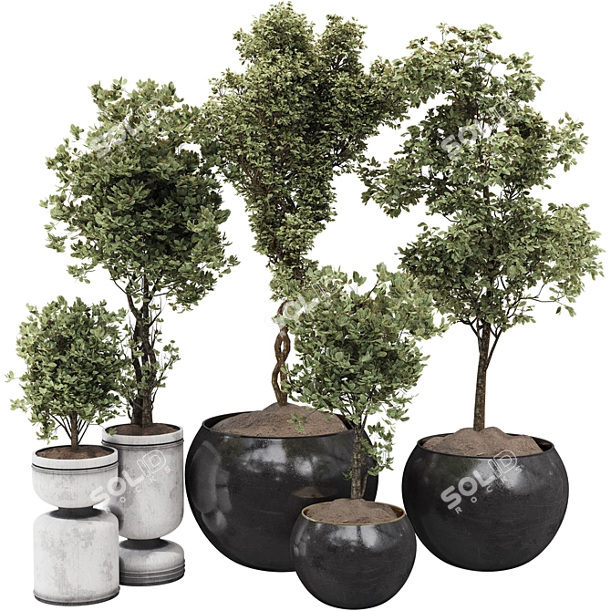 Decorative Bonsai Tree Collection 131 3D model image 1