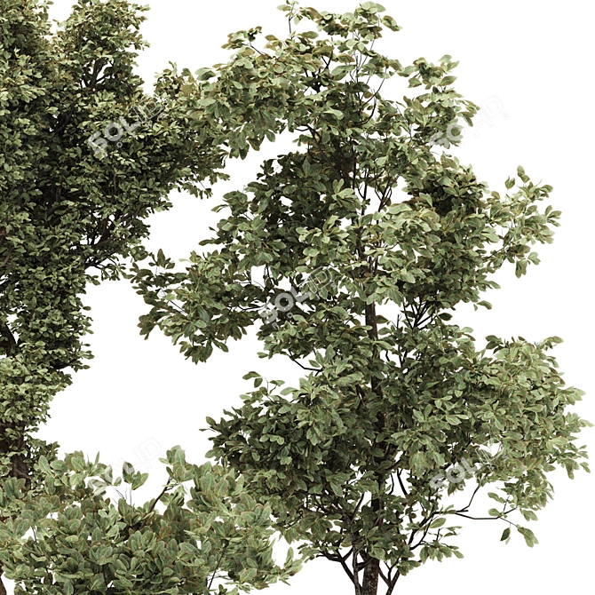 Decorative Bonsai Tree Collection 131 3D model image 3