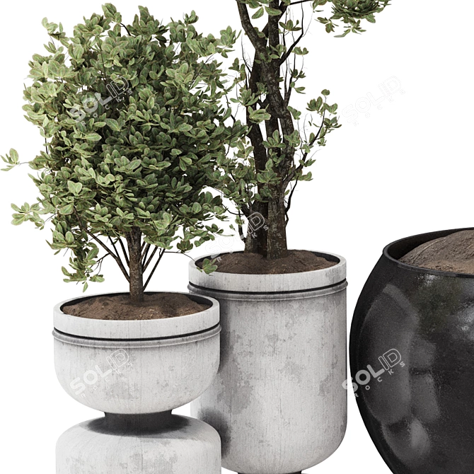 Decorative Bonsai Tree Collection 131 3D model image 5