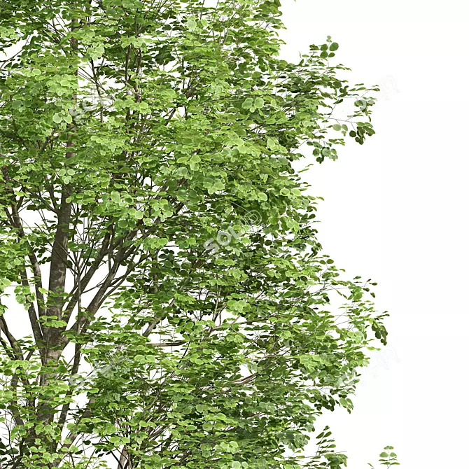  3D Fagus Sylvatica & Acer Saccharinum Summer Model 3D model image 3