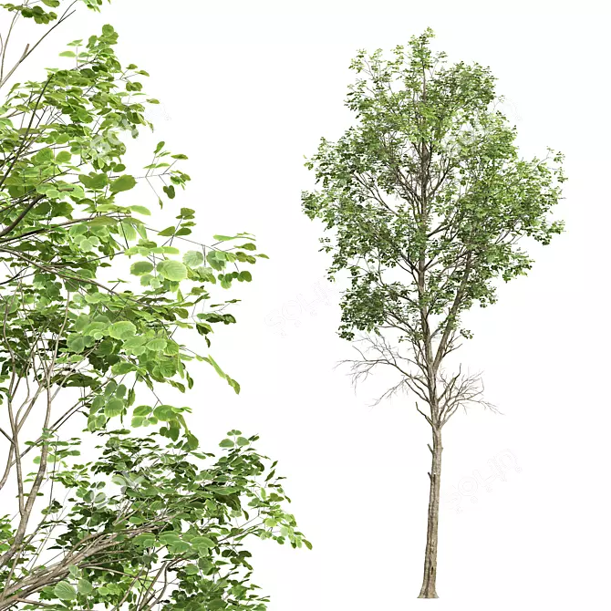  3D Fagus Sylvatica & Acer Saccharinum Summer Model 3D model image 4