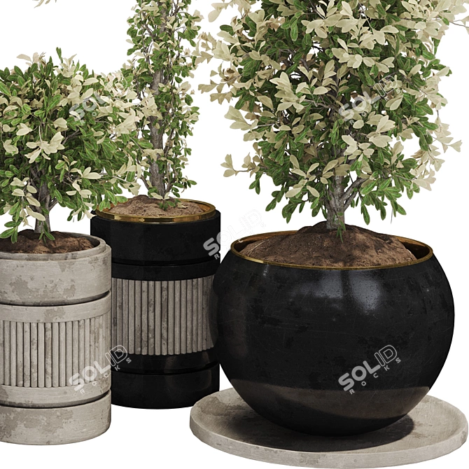 Exquisite Indoor Bonsai Collection 3D model image 4