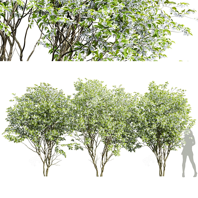 Versatile 3D Amelanchier Tree Pack 3D model image 1