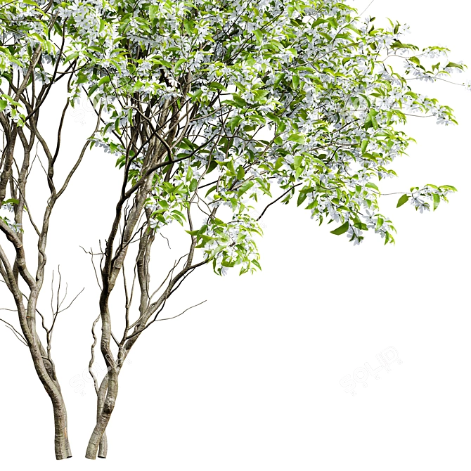 Versatile 3D Amelanchier Tree Pack 3D model image 2