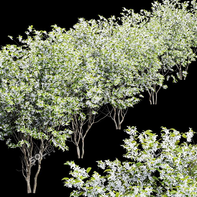 Versatile 3D Amelanchier Tree Pack 3D model image 3
