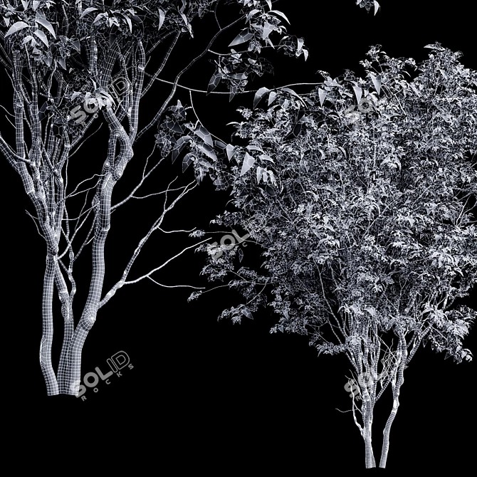Versatile 3D Amelanchier Tree Pack 3D model image 4
