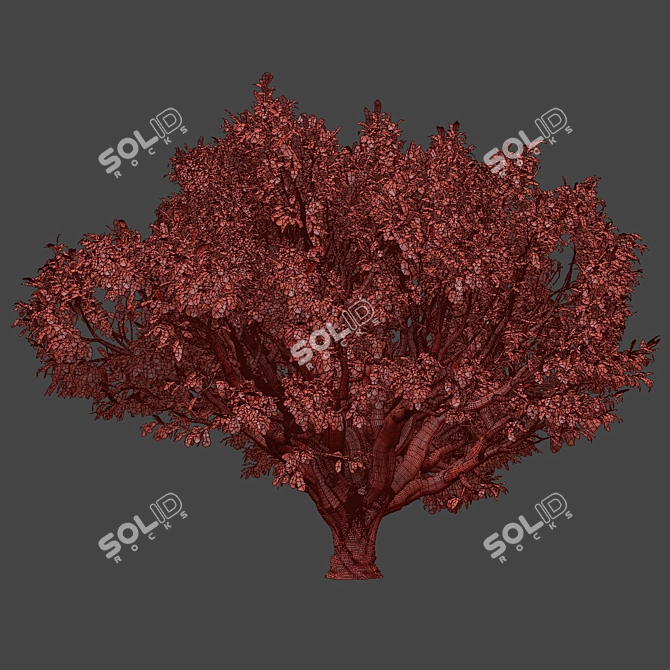 Tamarindus Tree 3D Model Collection 3D model image 6