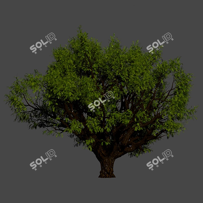 Tamarindus Tree 3D Model Collection 3D model image 7