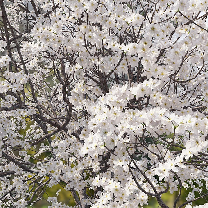 Black Cherry Tree Model (Spring) 3D model image 3