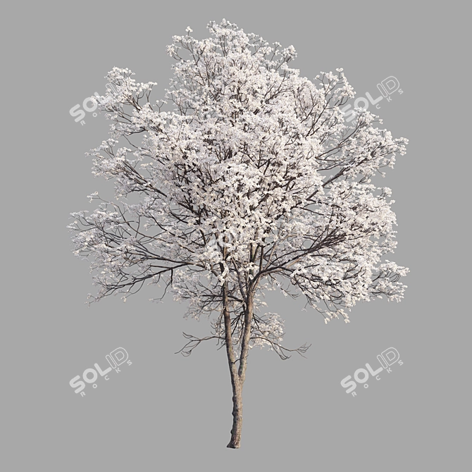 Black Cherry Tree Model (Spring) 3D model image 5