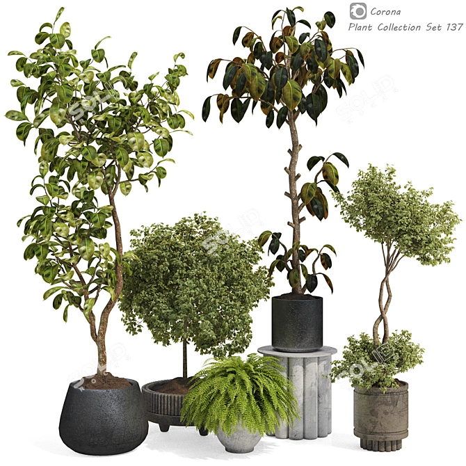  Max 2015 Indoor Plant Set 3D model image 1