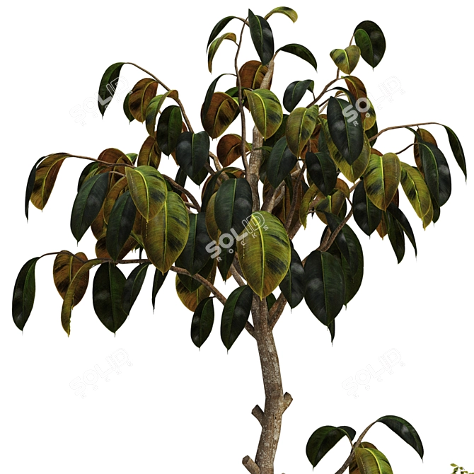  Max 2015 Indoor Plant Set 3D model image 2