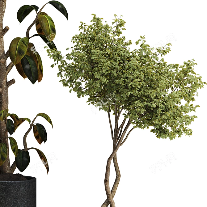  Max 2015 Indoor Plant Set 3D model image 3