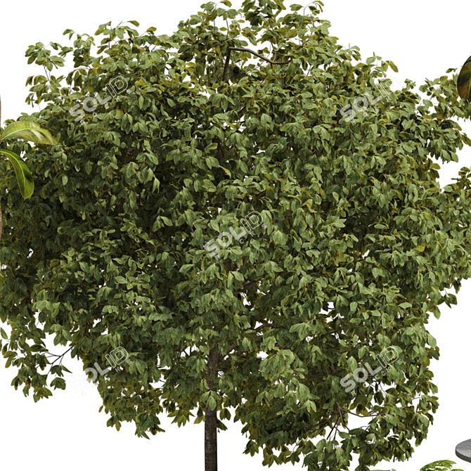  Max 2015 Indoor Plant Set 3D model image 5