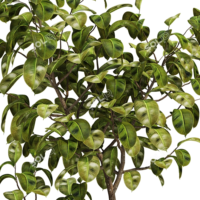  Max 2015 Indoor Plant Set 3D model image 6