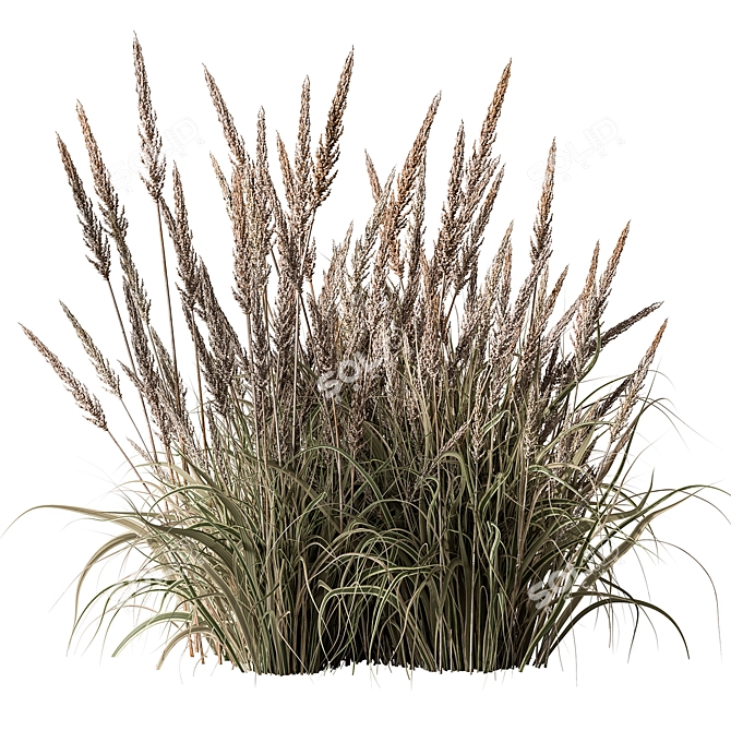 Assorted Tall Grass Collection - Set 22 3D model image 4