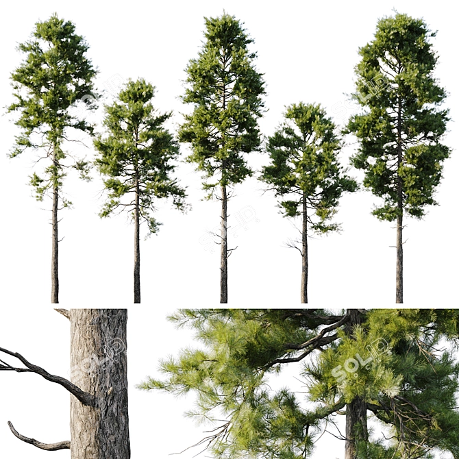 Pine 18m and 12m 3D model image 1