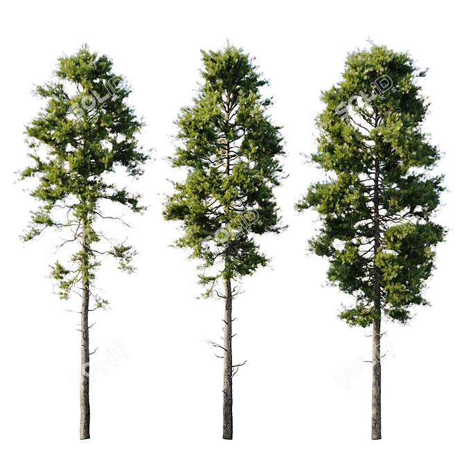 Pine 18m and 12m 3D model image 2