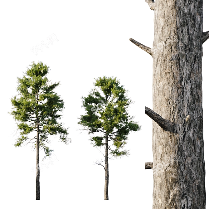 Pine 18m and 12m 3D model image 3