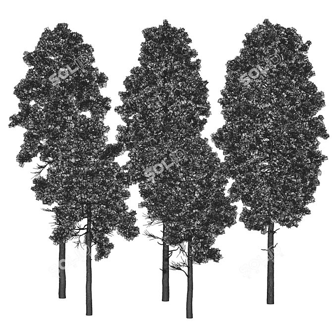 Pine 18m and 12m 3D model image 6