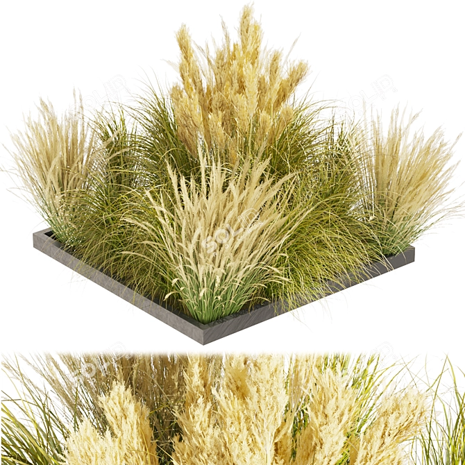  Collection Plant Vol 492: Switchgrass Northwind 3D model image 1