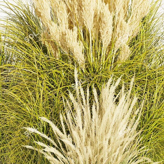  Collection Plant Vol 492: Switchgrass Northwind 3D model image 4