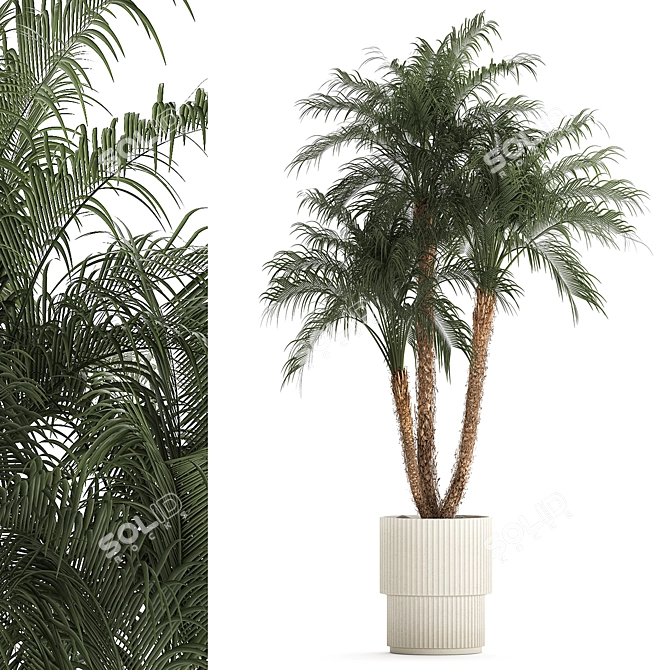 Exotic Phoenix Robelena Palm in White Flower Pot 3D model image 1