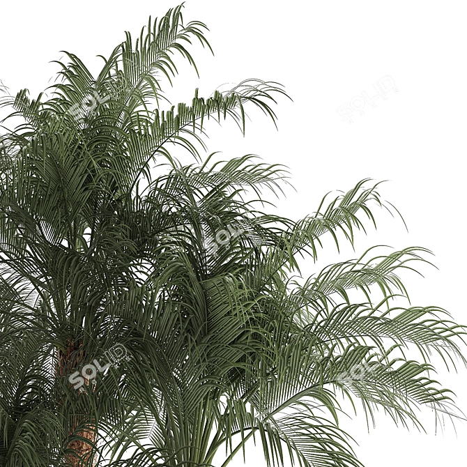 Exotic Phoenix Robelena Palm in White Flower Pot 3D model image 4