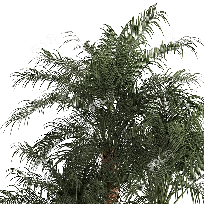 Exotic Phoenix Robelena Palm in White Flower Pot 3D model image 5