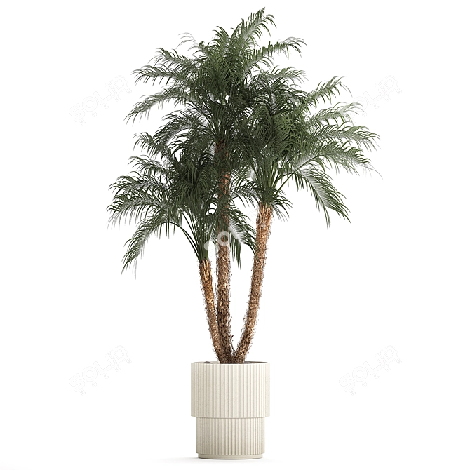 Exotic Phoenix Robelena Palm in White Flower Pot 3D model image 6