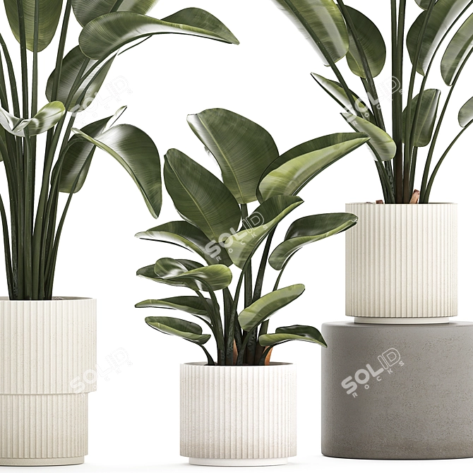 Exotic Plant Collection Concrete Decor 3D model image 3