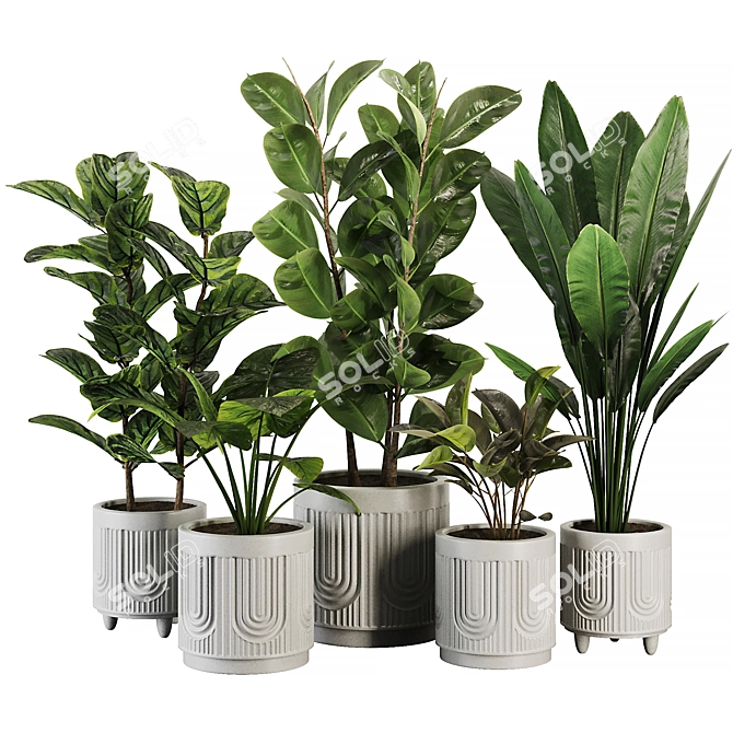 Modern Ficus Banana Plant Set 3D model image 1
