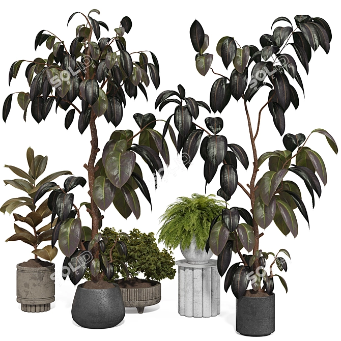 Indoor Plant 3D Model Set 3D model image 1