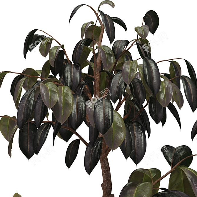 Indoor Plant 3D Model Set 3D model image 2