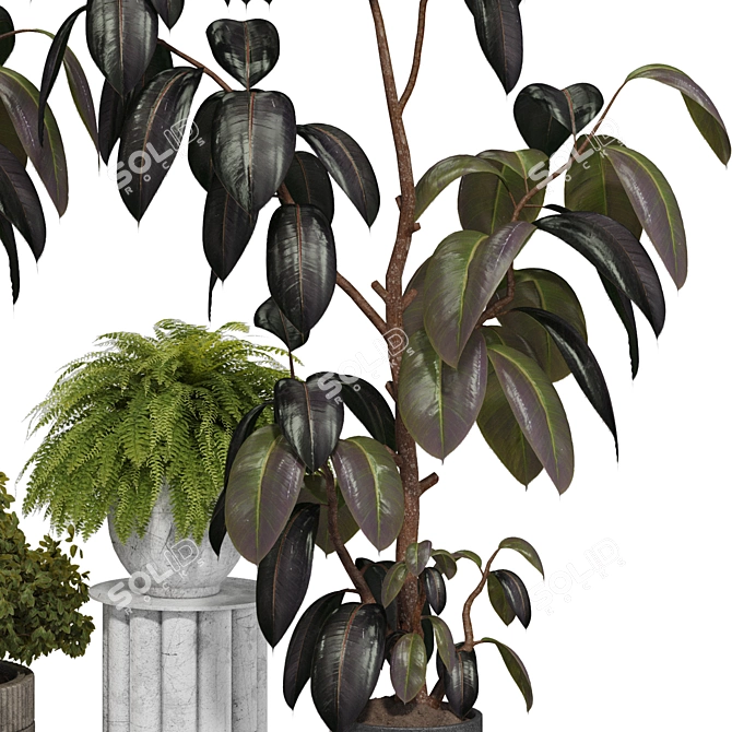 Indoor Plant 3D Model Set 3D model image 5