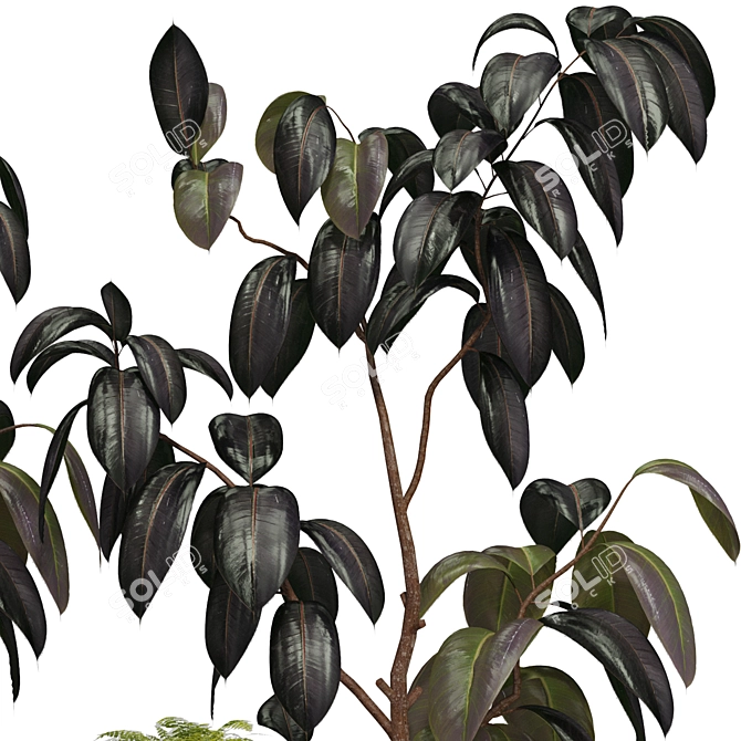 Indoor Plant 3D Model Set 3D model image 6