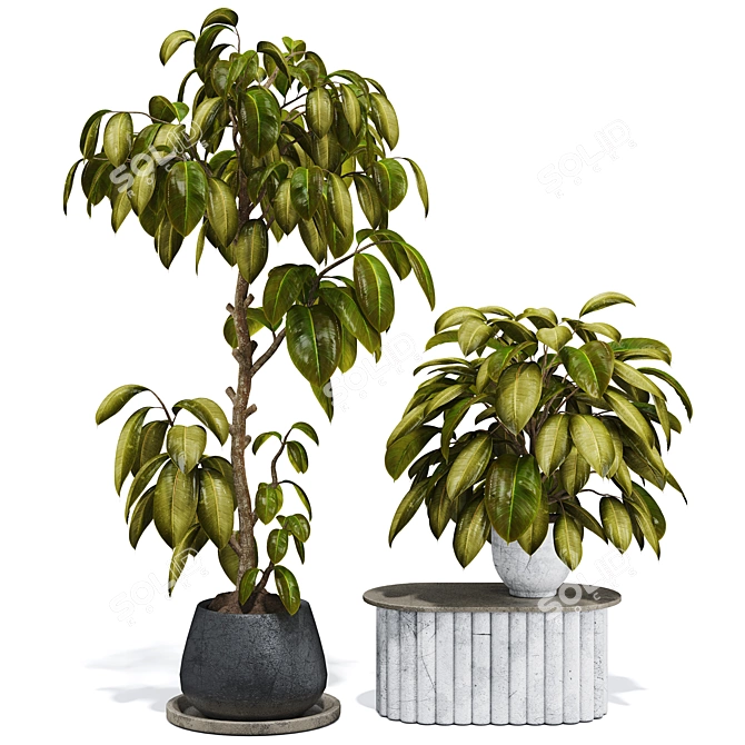 Premium Indoor Ficus Bonsai Tree 3D model image 1