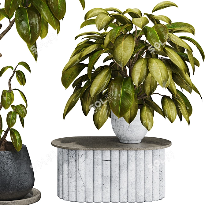 Premium Indoor Ficus Bonsai Tree 3D model image 2