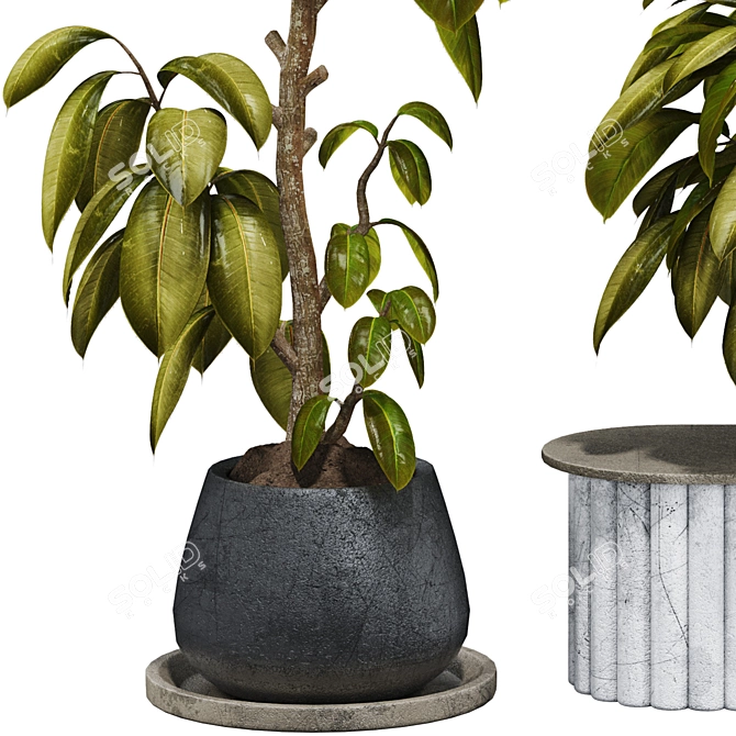 Premium Indoor Ficus Bonsai Tree 3D model image 3