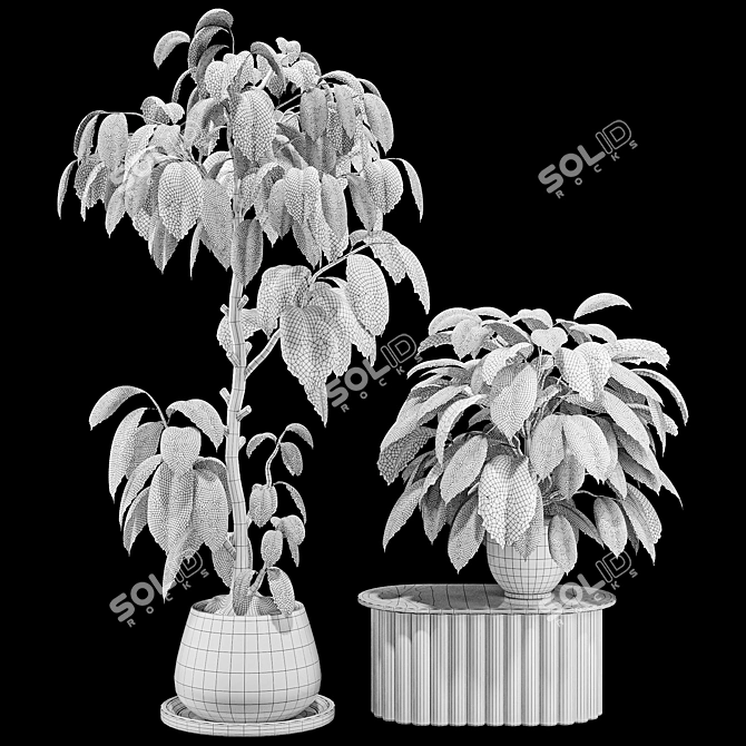 Premium Indoor Ficus Bonsai Tree 3D model image 7