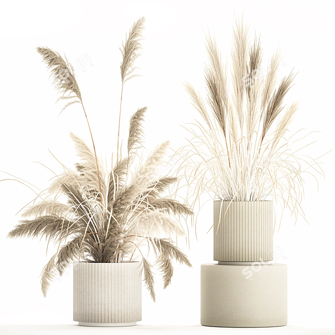 Beautiful White Pampas Grass Collection 3D model image 1