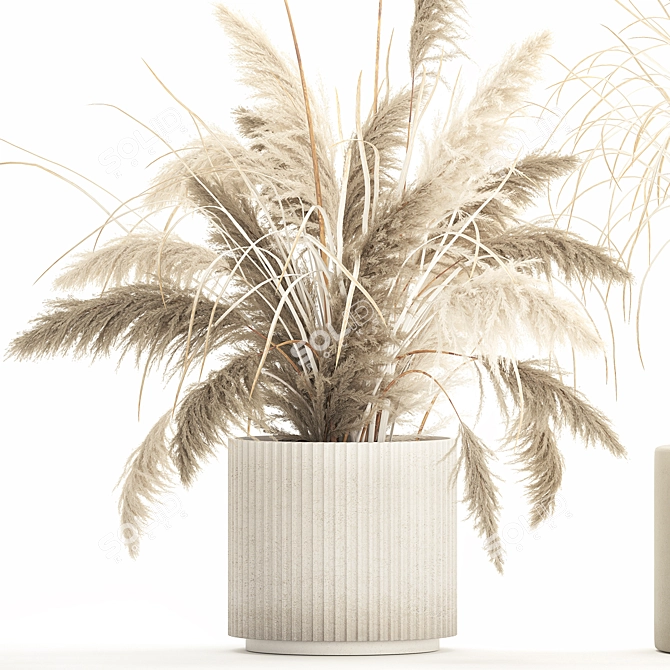 Beautiful White Pampas Grass Collection 3D model image 2